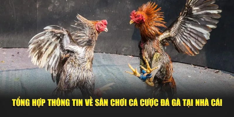 Theo cửa cược để đặt chuẩn xác theo diễn biến trận chiến